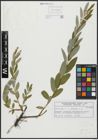 Foto von Salix alba L. x Salix purpurea L.